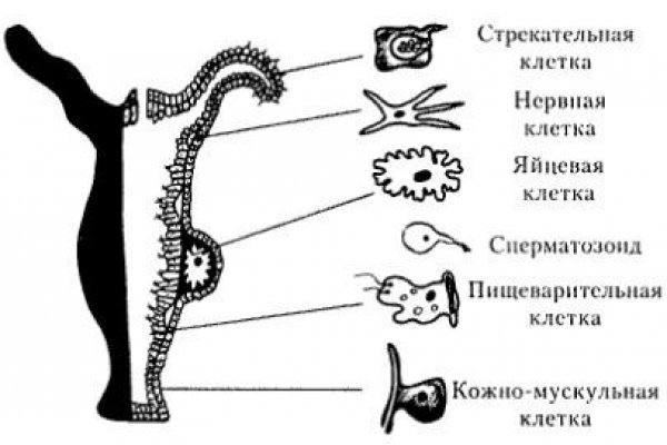 Кракен онион kraken zerkalo